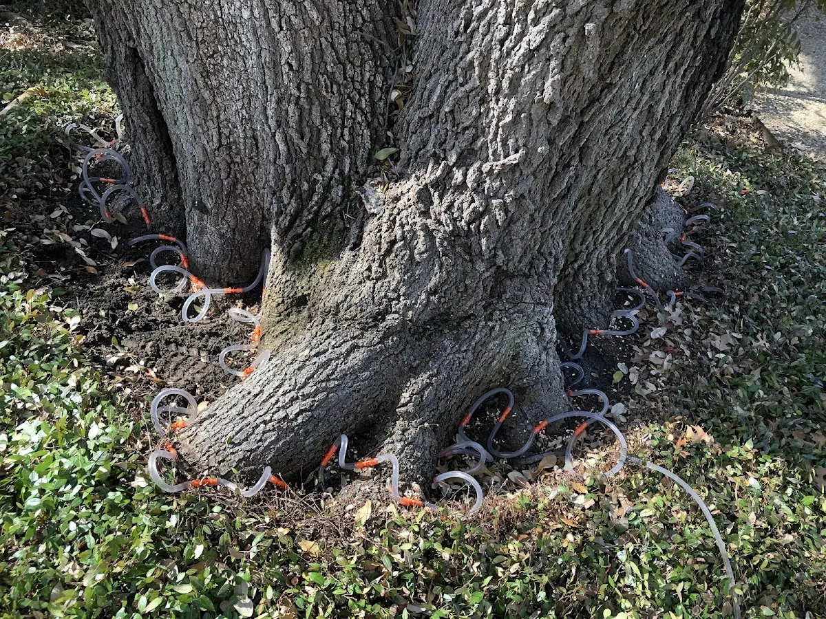 Detailed Tree Cabling and Bracing job site in Kingsbury