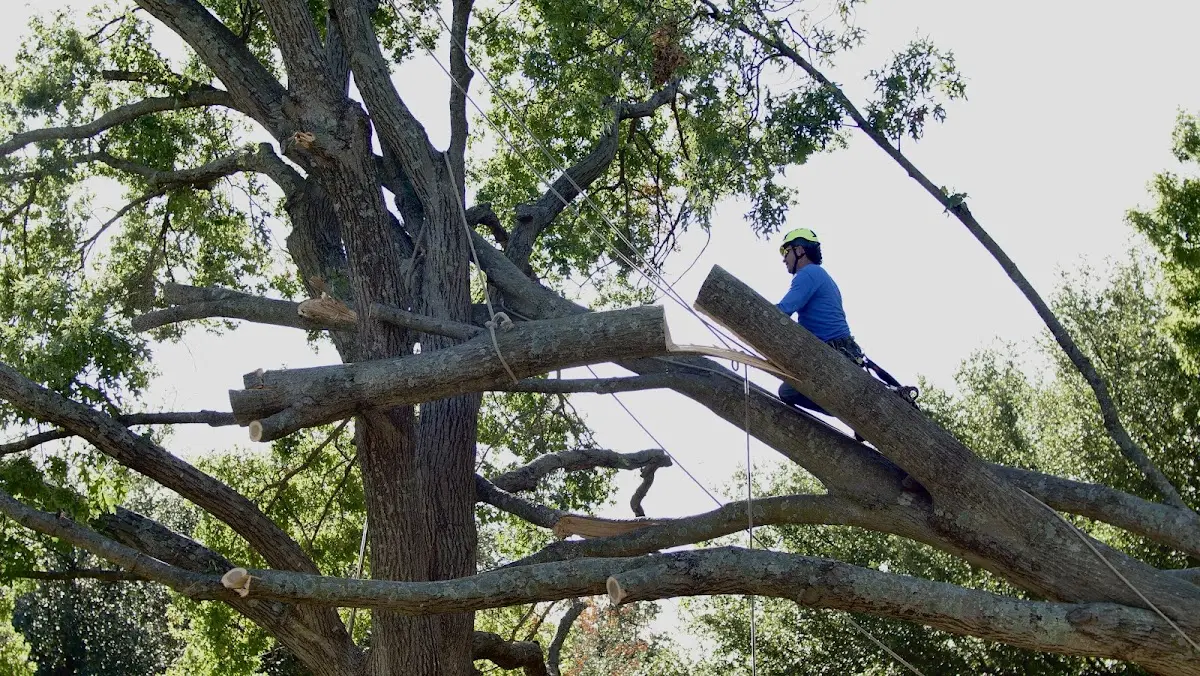 Professional Crown Thinning performed by certified arborists in Kingsbury