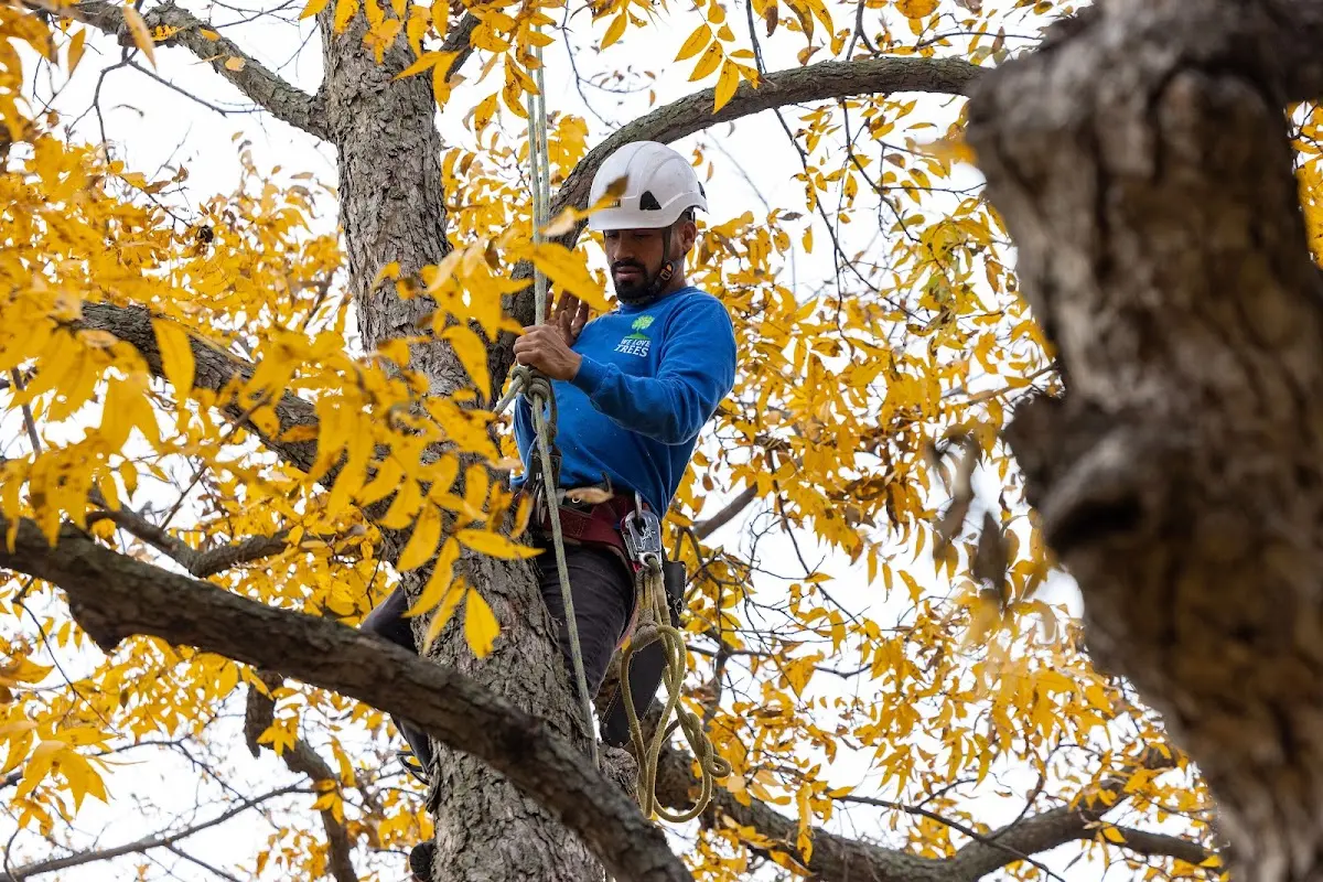 Skilled Tree Pruning crew working in Kingsbury