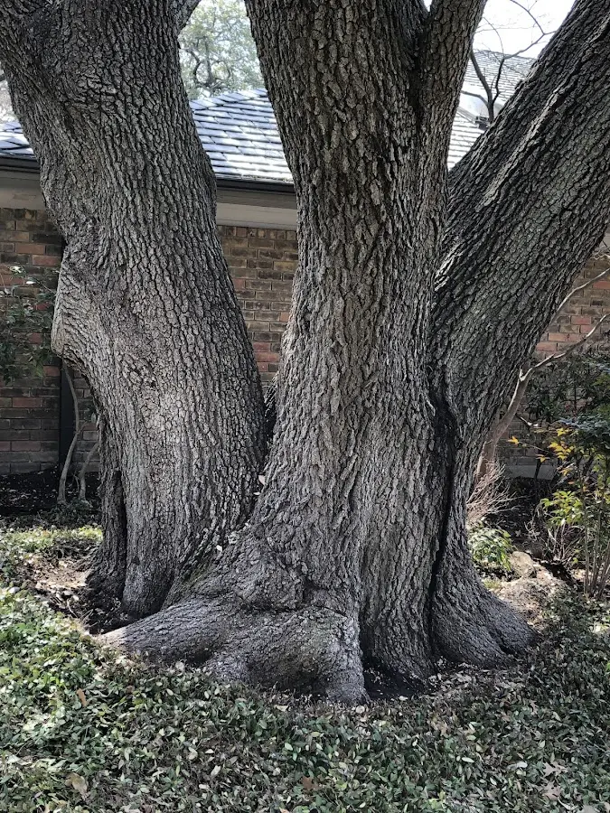 Mature heritage tree close to a Kingsbury property cared for by certified arborists